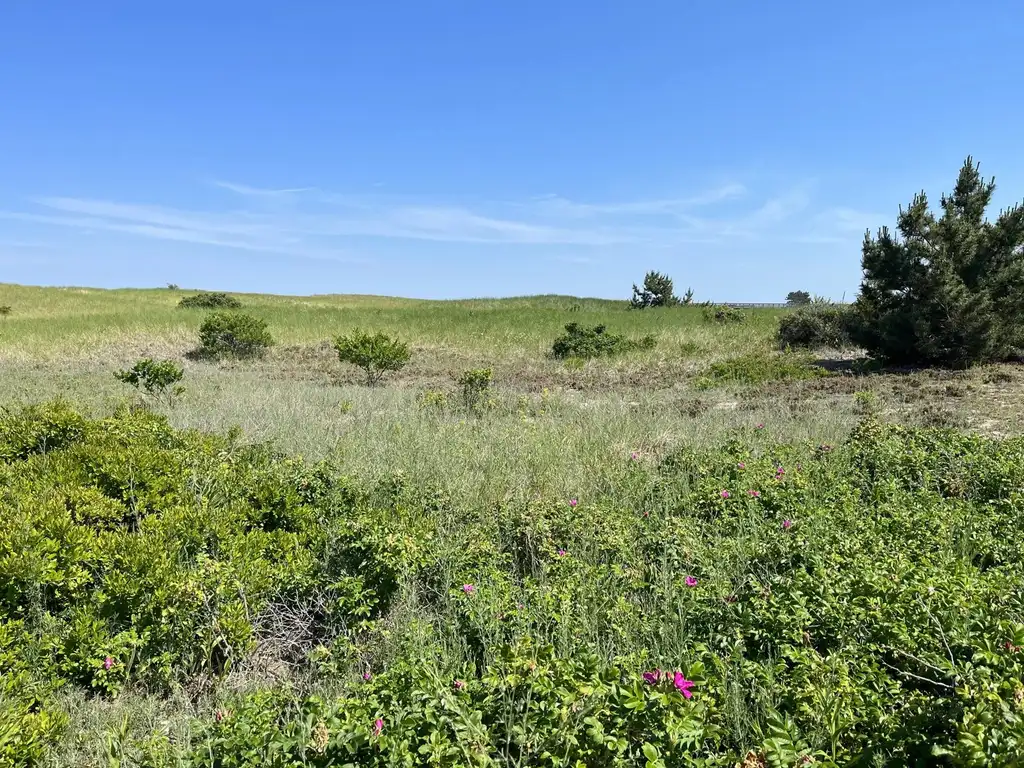 Coastal dune grassland with low shrubs and beach roses